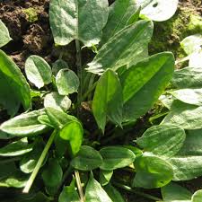 Image result for Sauerampfer