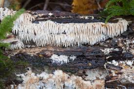 Attēlu rezultāti vaicājumam “Hydnocristella himantia”