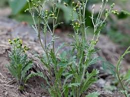 Attēlu rezultāti vaicājumam “Senecio vulgaris leaf”