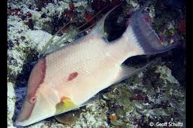 Image result for Lachnolaimus maximus