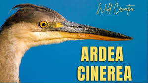 Attēlu rezultāti vaicājumam “Ardea cinerea”