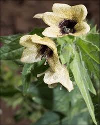 Attēlu rezultāti vaicājumam “Hyoscyamus niger”