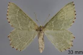 Attēlu rezultāti vaicājumam “Thalera fimbrialis”