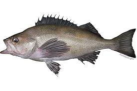 Image result for Sebastes