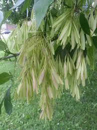 Attēlu rezultāti vaicājumam “Fraxinus pennsylvanica male flower”