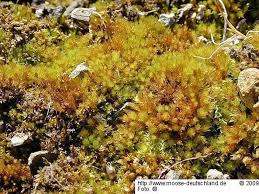 Attēlu rezultāti vaicājumam “Bryum rubens”