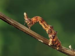 Attēlu rezultāti vaicājumam “Selenia dentaria”