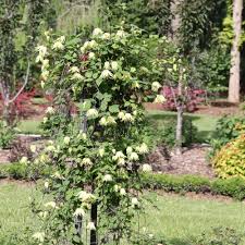 Attēlu rezultāti vaicājumam “Clematis”