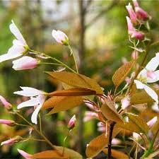 Attēlu rezultāti vaicājumam “Amelanchier spicata flower”