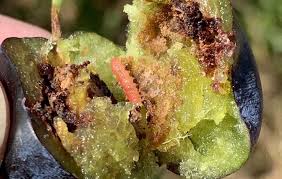 Attēlu rezultāti vaicājumam “Grapholita funebrana”