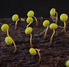 Attēlu rezultāti vaicājumam “Physarum bivalve”