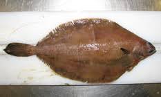 Image result for Glyptocephalus cynoglossus