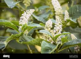 Attēlu rezultāti vaicājumam “Phytolacca acinosa leaf”