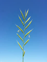 Attēlu rezultāti vaicājumam “Brachypodium pinnatum”