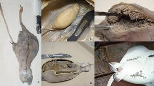 Image result for Hypanus say