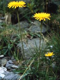 Attēlu rezultāti vaicājumam “Leontodon hispidus leaf”