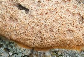 Attēlu rezultāti vaicājumam “Fuligo septica cf. rufa”