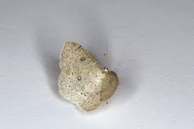 Attēlu rezultāti vaicājumam “Cyclophora albipunctata”