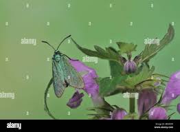 Attēlu rezultāti vaicājumam “Adscita statices”