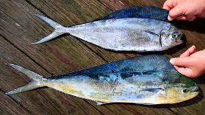 Image result for Coryphaena hippurus