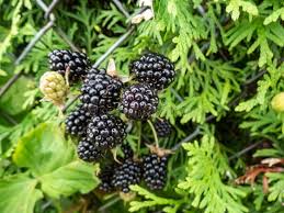 Attēlu rezultāti vaicājumam “Rubus caesius fruit”