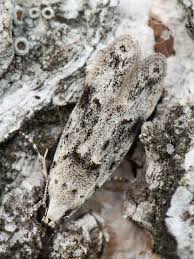 Attēlu rezultāti vaicājumam “Carpatolechia alburnella”