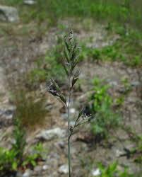Attēlu rezultāti vaicājumam “Festuca ovina flower”