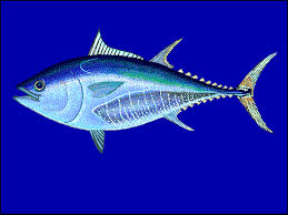 Image result for Thunnus thynnus