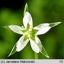 Attēlu rezultāti vaicājumam “Stellaria uliginosa”