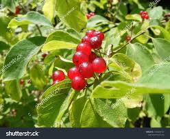 Attēlu rezultāti vaicājumam “Lonicera xylosteum fruit”