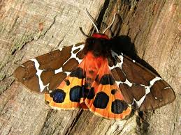 Attēlu rezultāti vaicājumam “Arctia caja”