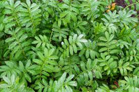 Attēlu rezultāti vaicājumam “Argentina anserina leaf”