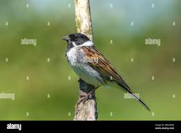 Attēlu rezultāti vaicājumam “Emberiza schoeniclus male”