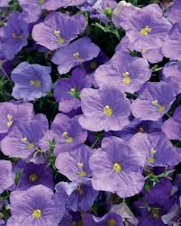 Image result for Nierembergia