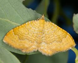 Attēlu rezultāti vaicājumam “Camptogramma bilineata”