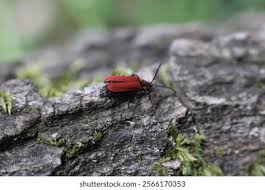 Attēlu rezultāti vaicājumam “Lygistopterus sanguineus”