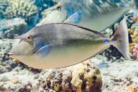 Image result for Naso unicornis