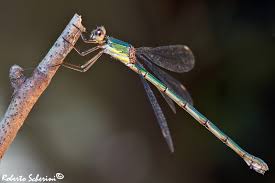 Attēlu rezultāti vaicājumam “Chalcolestes viridis”