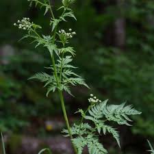 Attēlu rezultāti vaicājumam “Chaerophyllum aromaticum”