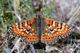 Attēlu rezultāti vaicājumam “Euphydryas maturna larva”