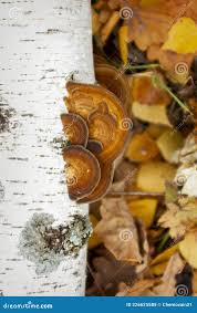 Attēlu rezultāti vaicājumam “Antrodiella semisupina”