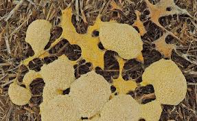 Attēlu rezultāti vaicājumam “Fuligo septica var. flava young”