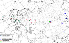 Attēlu rezultāti vaicājumam “Antrodia malicola”