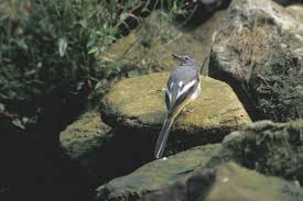 Attēlu rezultāti vaicājumam “Motacilla cinerea”