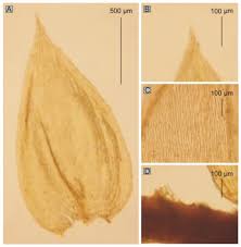 Attēlu rezultāti vaicājumam “Plagiothecium latebricola macro”