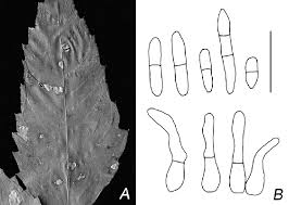 Attēlu rezultāti vaicājumam “Bidens tripartita leaf”