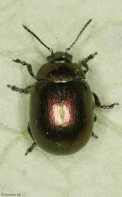 Attēlu rezultāti vaicājumam “Linaeidea aenea”