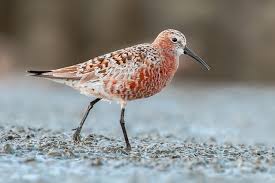 Attēlu rezultāti vaicājumam “Calidris ferruginea adult”