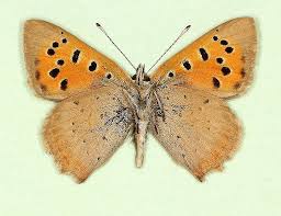 Attēlu rezultāti vaicājumam “Lycaena phlaeas underside”