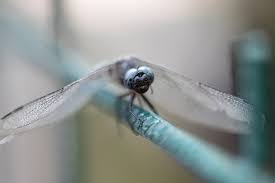 Attēlu rezultāti vaicājumam “Libellula fulva male”